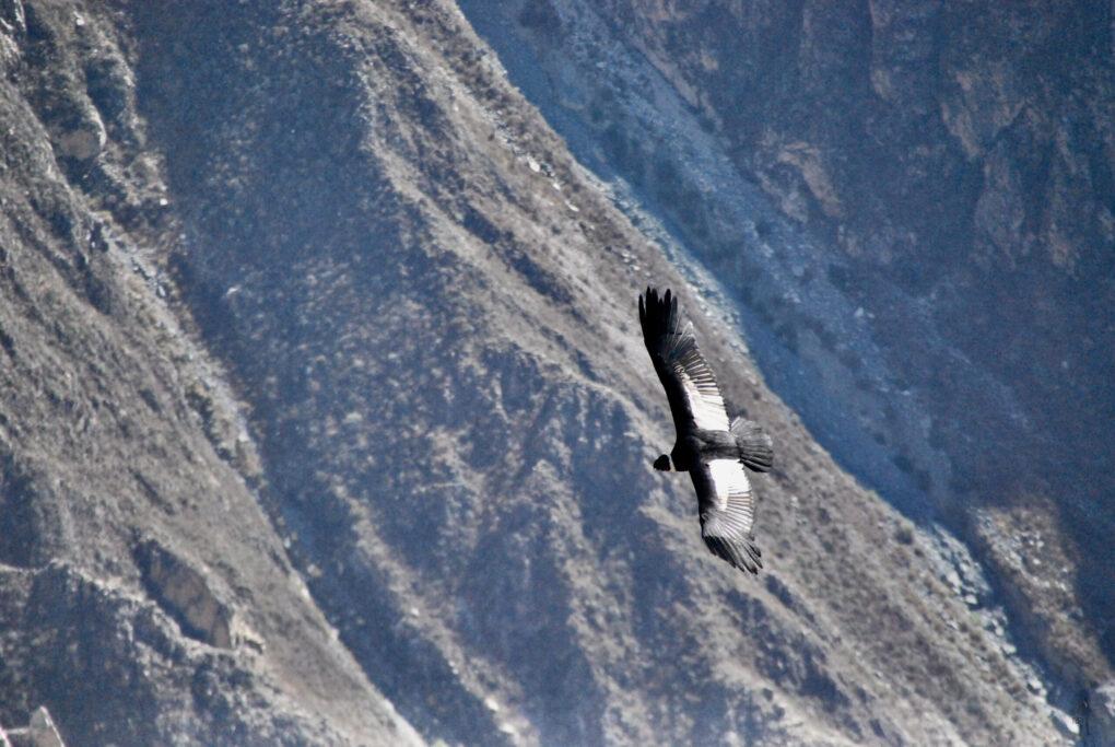 90D6B1FB-9880-4E62-9354-B76F4168372A_1_201_a-scaled