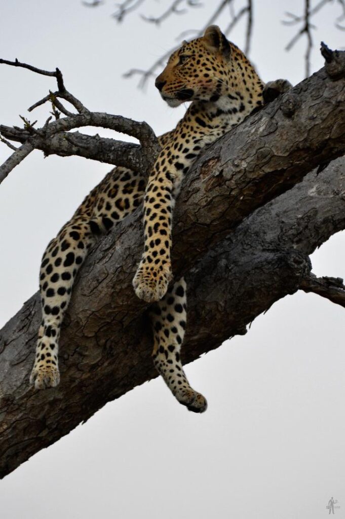 D9887BBA-BFC9-4609-9CC3-0529F64118B8_1_105_c-681×1024